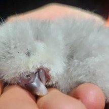 Filhote de k?k?p? nasce na Nova Zelândia e reacende esperança para espécie rara - Lydia Uddstrom/Departamento de 