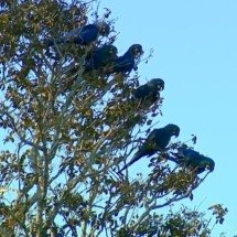 Arara-azul-de-lear encanta no Sertão da Bahia; veja essa e outras espécies azuis - Reprodução de vídeo 