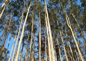 <p>O eucalipto também existe no Brasil. Os primeiros relatos datam de exemplares no Jardim Botânico e no Museu Nacional do Rio de Janeiro, nos anos de 1825 e 1868.</p>
 -  (crédito: Rcandre/Wikimedia Commons)