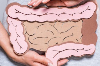 Modelo ilustrativo do intestino, o principal &oacute;rg&atilde;o a ser monitorado na preven&ccedil;&atilde;o e diagn&oacute;stico do c&acirc;ncer colorretal -  (crédito: Minist&eacute;rio da Sa&uacute;de / reprodu&ccedil;&atilde;o)