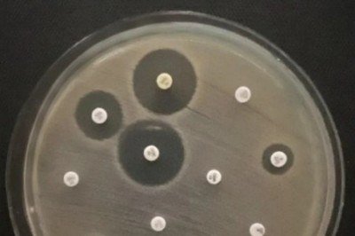 Acinetobacter baumannii isolada de ambiente aquático em teste de resistência a antimicrobianos; presença no rio Tietê é alerta para maior controle de efluentes -  (crédito: Thais Martins Gonçalves/ICB-USP)