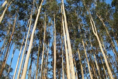 <p>O eucalipto também existe no Brasil. Os primeiros relatos datam de exemplares no Jardim Botânico e no Museu Nacional do Rio de Janeiro, nos anos de 1825 e 1868.</p>
 -  (crédito: Rcandre/Wikimedia Commons)