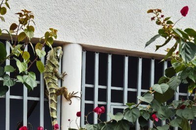 Iguana de 1,80 é capturada em Januária -  (crédito: Reprodução/CBMMG)