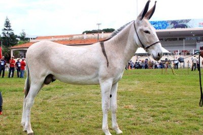 <p>A situação dos jumentos no Brasil tem preocupado pesquisadores, que pedem a revisão de uma decisão judicial que permite o abate desses animais, segundo reportagem do Canal Rural.</p>
 -  (crédito: Felipe Balbino  wikimedia commons)