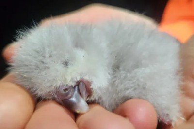 <p>Na Nova Zelândia, nasceu o primeiro filhote de k?k?p? em quatro anos, um marco raro para a espécie criticamente ameaçada. O pequeno, chamado T?whiri, emergiu no dia 14 de fevereiro durante a atual temporada de reprodução. Seu nascimento representa um motivo de esperança para os esforços de conservação que ajudam a preservar essa ave única.</p>
 -  (crédito: Lydia Uddstrom/Departamento de )