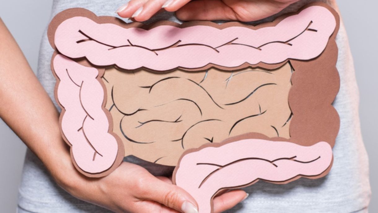 Modelo ilustrativo do intestino, o principal &oacute;rg&atilde;o a ser monitorado na preven&ccedil;&atilde;o e diagn&oacute;stico do c&acirc;ncer colorretal -  (crédito: Minist&eacute;rio da Sa&uacute;de / reprodu&ccedil;&atilde;o)