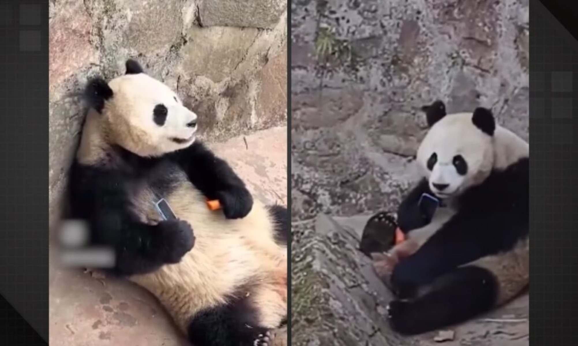 Vídeo: urso panda ‘sequestra’ celular e só devolve após negociação com cenouras -  (crédito: Tupi)