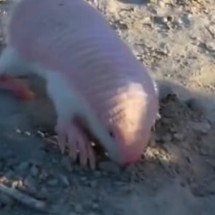 Fada Rosa, menor tatu do mundo, volta a aparecer em Mendoza - Reprodução de vídeo