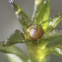 Musgo é lançado no espaço por nove meses e resultado do experimento surpreende cientistas - Divulgac?a?o/Tomomichi Fujita