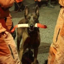 Desabamento de lar de idosos: cachorros ajudam a localizar vítimas - Marcos Vieira/EM/D.A.Press