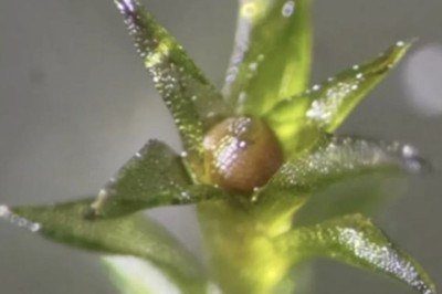 <p>Cientistas alcançaram um marco na astrobiologia ao demonstrar a resistência do musgo <i data-path-to-node='0' data-index-in-node='85'>Physcomitrium patens</i> em ambiente orbital, ou seja, fora do planeta.</p>
 -  (crédito: Divulgac?a?o/Tomomichi Fujita)