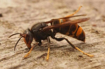 <p>Você já recebeu picada de marimbondo ou de vespa? Esses dois tipos de insetos têm um potencial perigoso, embora também desempenhem ao mesmo tempo papéis essenciais no equilíbrio ecológico.</p>
 -  (crédito: Freepik)