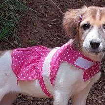 Evento de adoção de animais acontece neste sábado (7/3) na Savassi - SMPA / Reprodução 