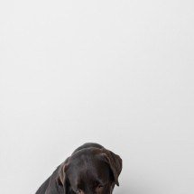 Alimentação pet: mais do que comida, uma construção de vínculos - FreePik