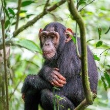Estudo revela curiosa atração de chimpanzés por cristais - Giles Laurent wikimedia commons 