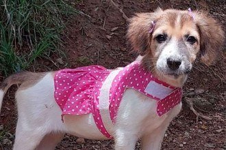 A cadelinha Charly será um dos animais disponibilizados para a adoção  -  (crédito: SMPA / Reprodução )