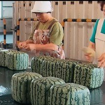 Melancia quadrada no Japão: o curioso método que transforma o formato da fruta - Reprodução de video Youtube