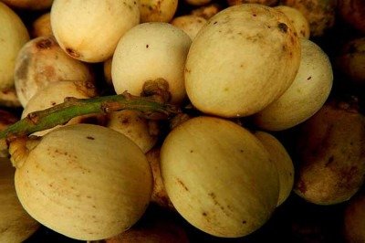 <p>Várias frutas exóticas e desconhecidas preenchem culturas alimentares pelo mundo. É a diversidade da natureza, que apresenta muitas espécies nativas de diferentes biomas.<br />
Uma delas é a langsat, que tem um sabor característico e traz inúmeros benefícios à saúde.</p>
 -  (crédito:  Ramon FVelasquez/Wikimédia Commons)