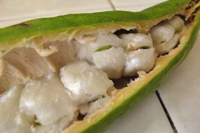 <p><span style='font-weight: 400;'>O ingá, popularmente conhecido em várias regiões do Brasil como “feijão-doce”, é o fruto de diversas espécies do gênero Inga, pertencentes à família botânica Fabaceae, a mesma do feijão e de outras leguminosas. </span></p>
 -  (crédito:  Koffer/Wikimédia Commons)