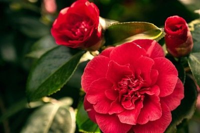 <p>As camélias são flores ornamentais conhecidas pela elegância e pela forma simétrica das pétalas. Destacam-se pelo aspecto sofisticado e pela floração marcante.</p>
 -  (crédito: Imagem de filibgiglio por Pixabay)