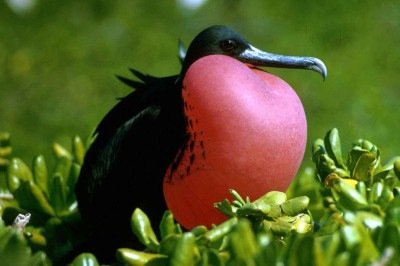 <p>A fragata-grande-das-Galápagos (cujo nome científico é Fregata minor) é uma ave marinha inconfundível que vive nas ilhas Galápagos, no Equador. É conhecida pelo enorme papo vermelho que os machos inflaram para atrair as fêmeas.</p>
 -  (crédito:  PublicDomainImages por Pixabay)
