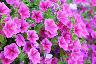 <p>Flores são mais do que simples ornamentos: elas trazem vida, beleza e harmonia para ambientes internos e externos.</p>
 -  (crédito: Pixabay )