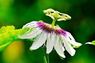 <p>A passiflora, também conhecida como flor-do-maracujá, é uma planta de grande valor ornamental e medicinal. Sua beleza exótica encanta jardins, enquanto suas propriedades terapêuticas atraem a atenção da ciência.</p>
 -  (crédito: Pixabay)
