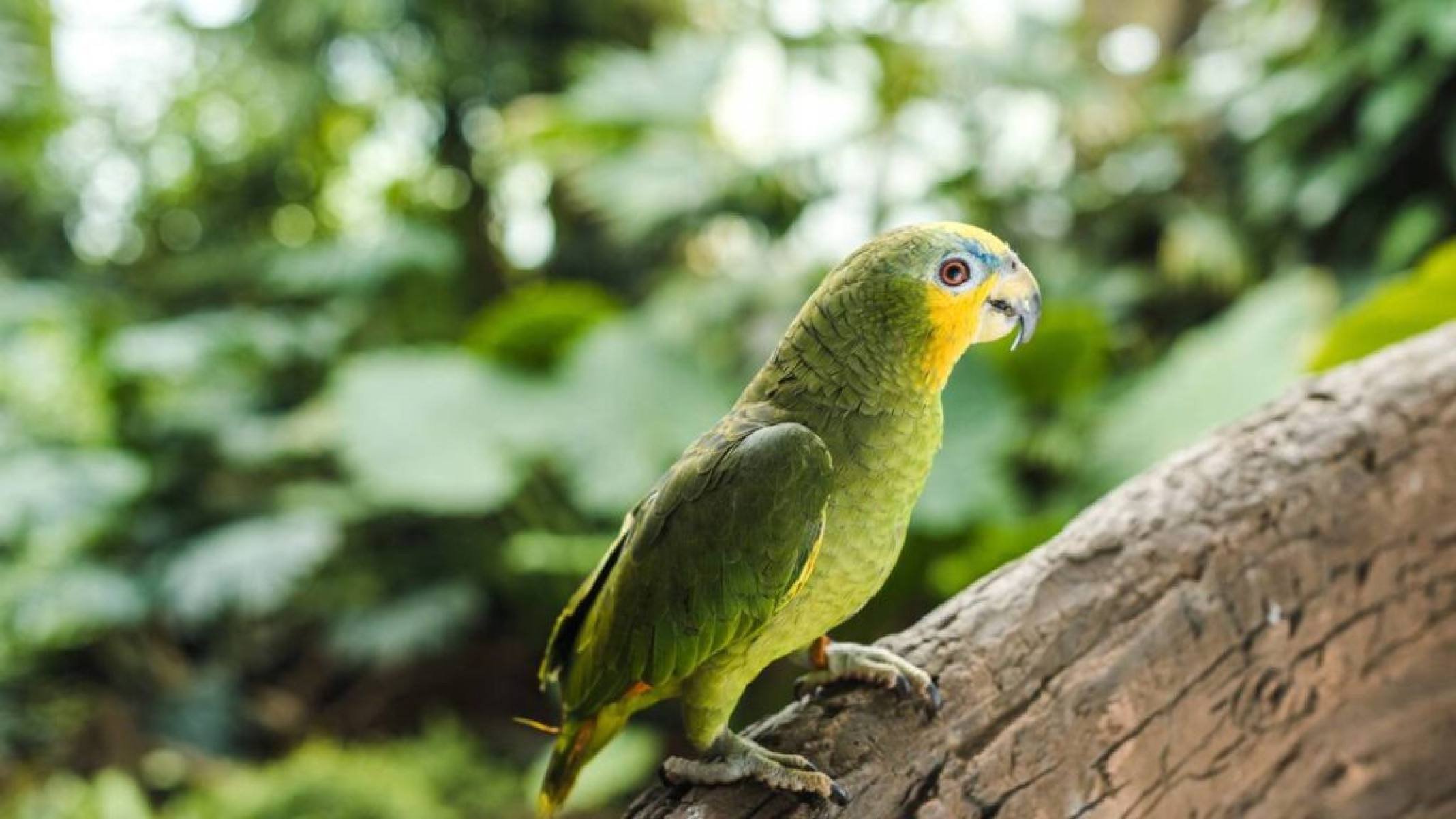 Países com maiores ecossistemas e minerais: Brasil muito bem na fita - Portal Giro 10