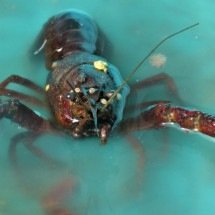 Nutrição com requinte: valorização da lagosta na gastronomia - Pixabay