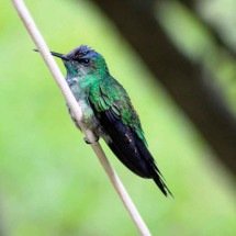 A bela e inesperada visita que recebi em casa - Pixabay/reprodução