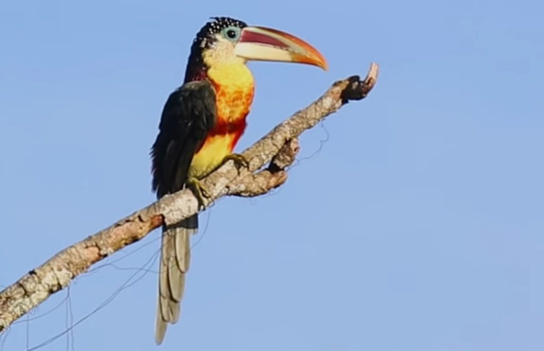 Araçari-Mulato: a pequena jóia das florestas tropicais - Portal Giro 10