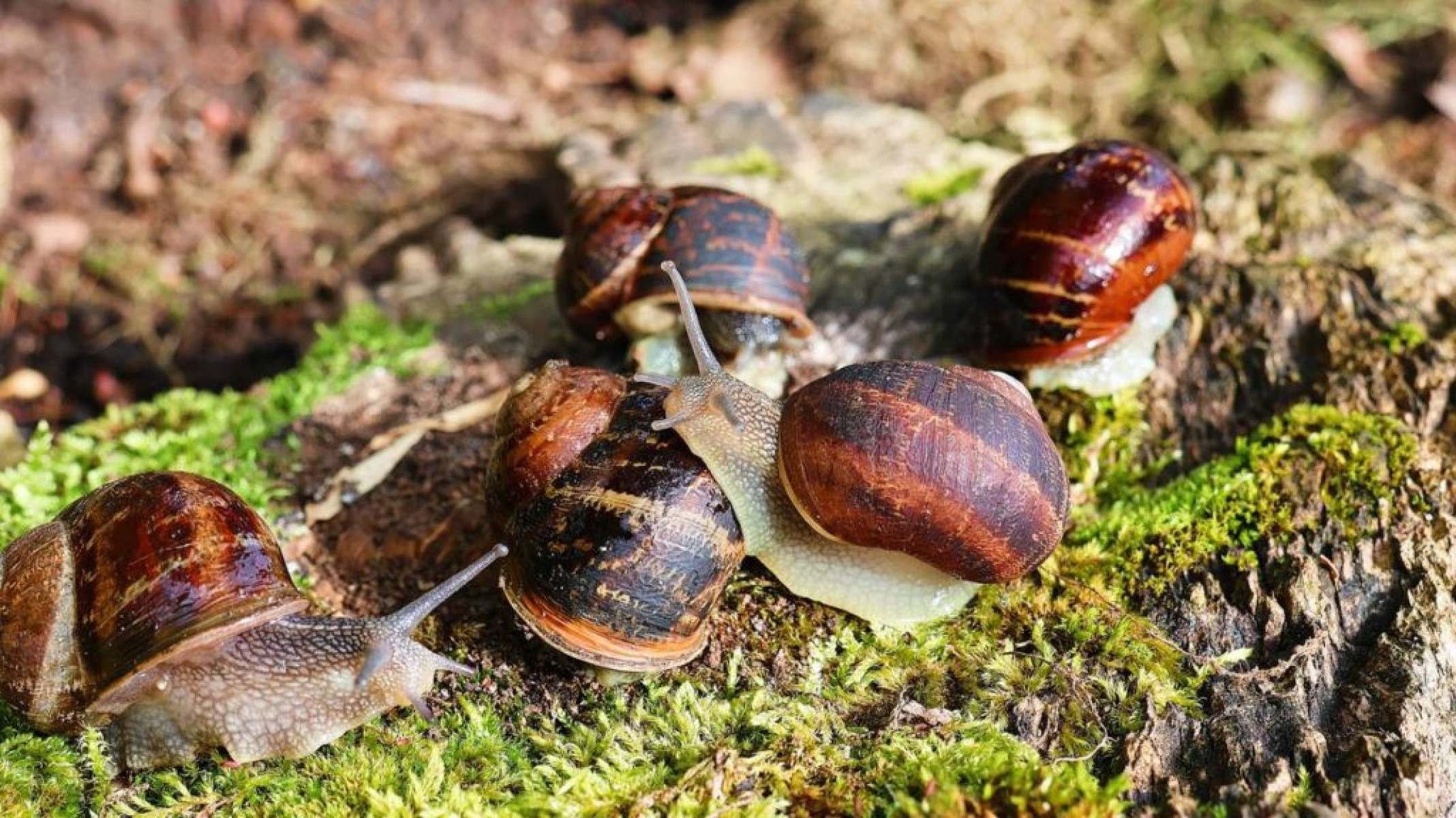 Caramujos: por que algumas espécies se tornam verdadeiras pragas - Portal Giro 10