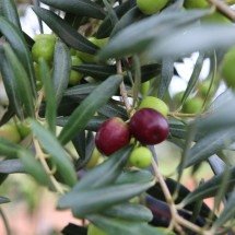 Produção de azeitonas em MG pode bater recorde em 2026 - Epamig/Divulga&ccedil;&atilde;o