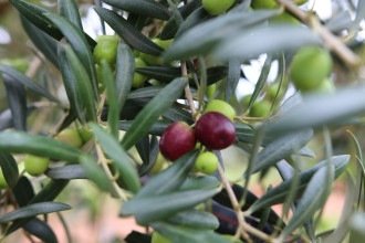 Produção de azeitonas em MG pode bater recorde em 2026