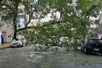  Árvore caída rua Marechal Deodoro, bairro Floresta -  (crédito: Alexandre Perez/EM/D.A Press)