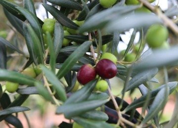 Colheita da azeitona come&ccedil;a no final de janeiro e vai at&eacute; mar&ccedil;o ou in&iacute;cio de abril -  (crédito: Epamig/Divulga&ccedil;&atilde;o)