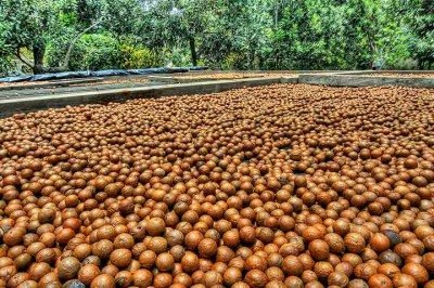 <p>A macadâmia é uma oleaginosa rica em nutrientes que contribuem para a saúde de diversas maneiras. Ela possui um perfil nutricional impressionante, com alto teor de fibras, proteínas e vitaminas.</p>
 -  (crédito:  Flickr  Terry Pridemore)