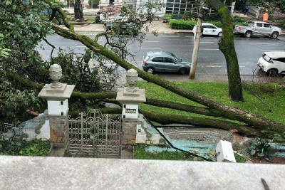 A árvore que caiu teria sido plantada por volta de 1930, sendo portanto quase centenária -  (crédito: Reprodução/Deborah Riedel)