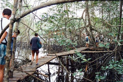 <p>Na região de Muisne, no Equador, manguezais parecem se deslocar lentamente ano após ano, provocando a sensação de paisagem viva e em constante transformação. Um dos exemplos mais fascinantes de adaptação ecológica em manguezais, considerados essenciais para o equilíbrio climático global.</p>
 -  (crédito: reprodução)