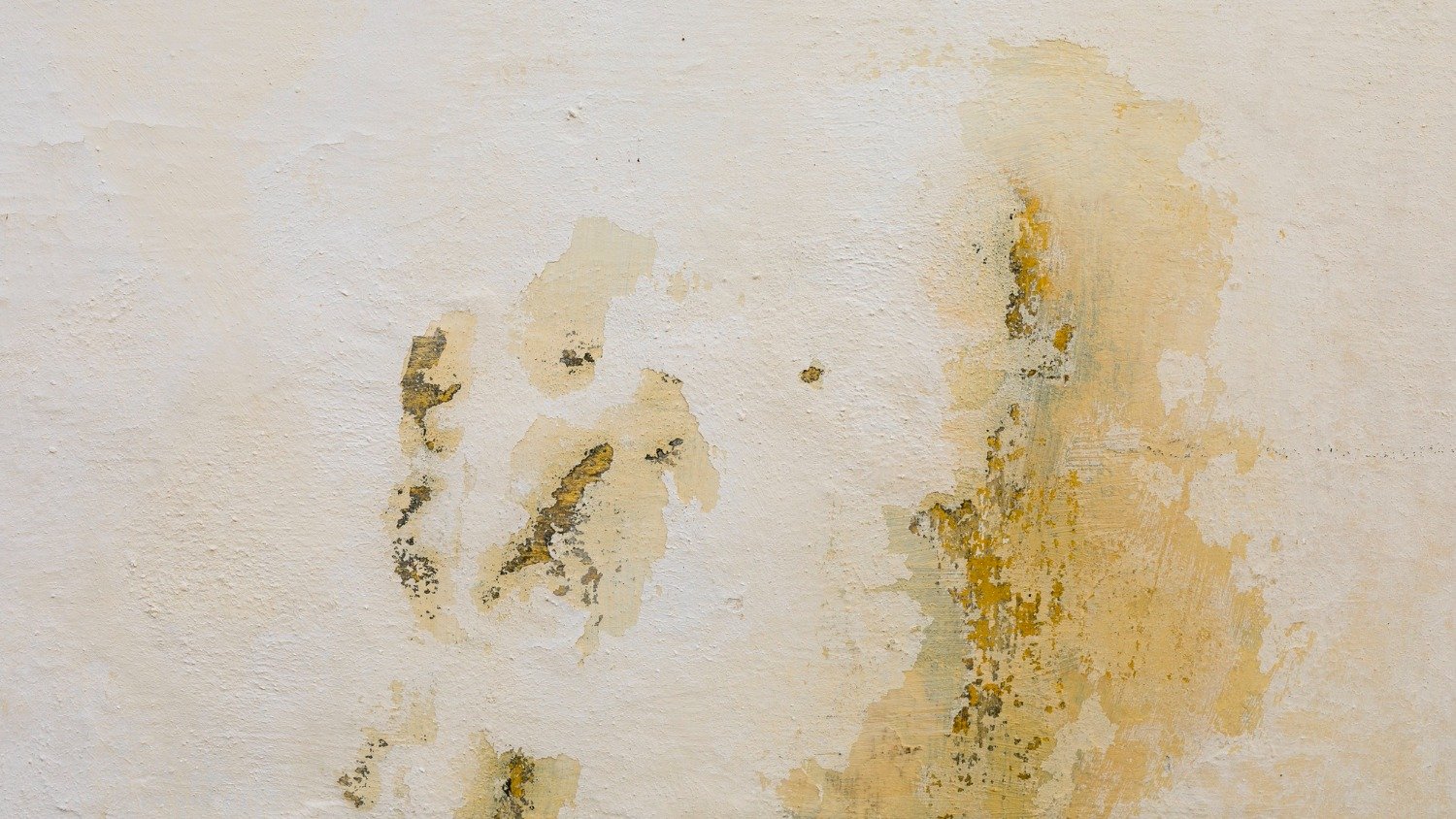 O cheiro de mofo na sua casa não some? Pode ser infiltração; saiba como achar - Freepik