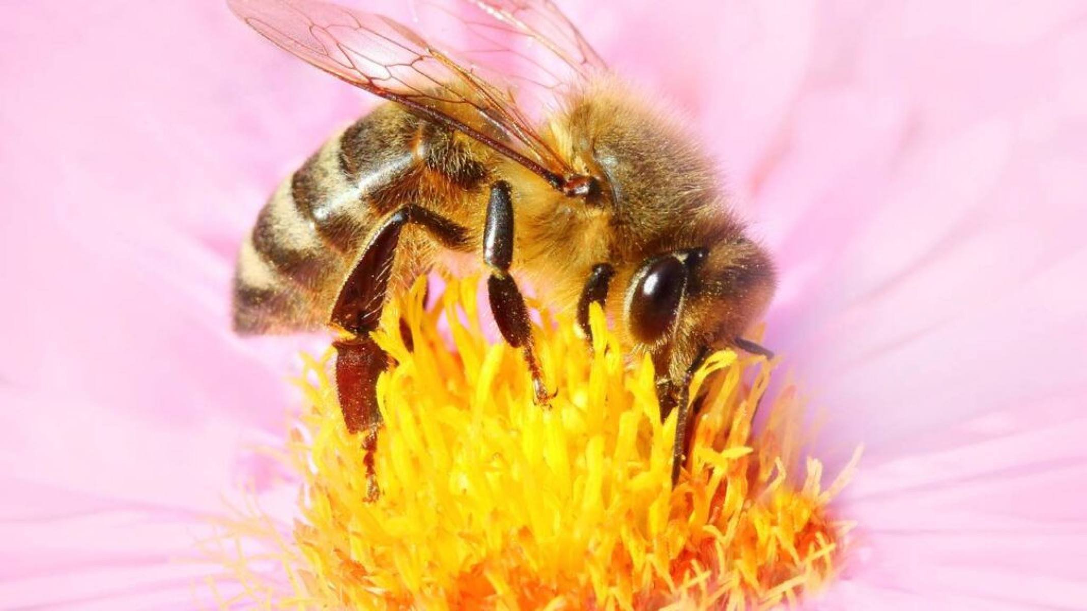 O que é a geleia real das abelhas? - Portal Giro 10