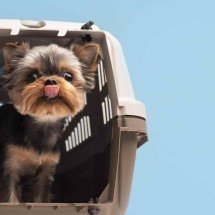 Pais de pet? Guarda de cães e gatos não é Direito de Família, diz Justiça - Freepik