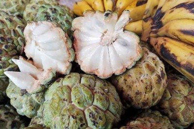 <p>Conhecida como ata ou pinha, a fruta-do-conde destaca-se pelo sabor adocicado e polpa cremosa. Cientificamente chamada Annona squamosa, essa espécie tropical pertence à família das anonáceas e é muito apreciada no Brasil.</p>
 -  (crédito: Bless Nathan/Wikimédia Commons)