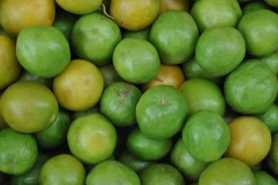 <p>Nativo da Caatinga, o umbu é objeto de estudos que revelam compostos bioativos valiosos e um perfil aromático único. A ciência confirma que essa joia do semiárido brasileiro une nutrição potente à preservação da biodiversidade.</p>
 -  (crédito:  Reprodução do Flickr Ivanovitchm)