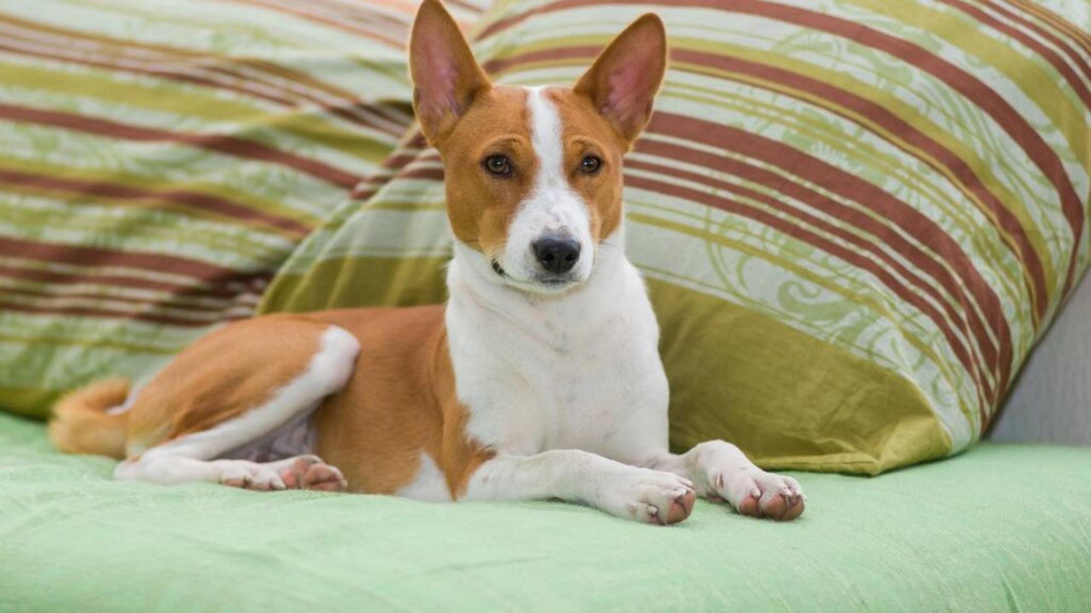 Basenji: o cachorro que não late e é inteligentíssimo - Portal Giro 10
