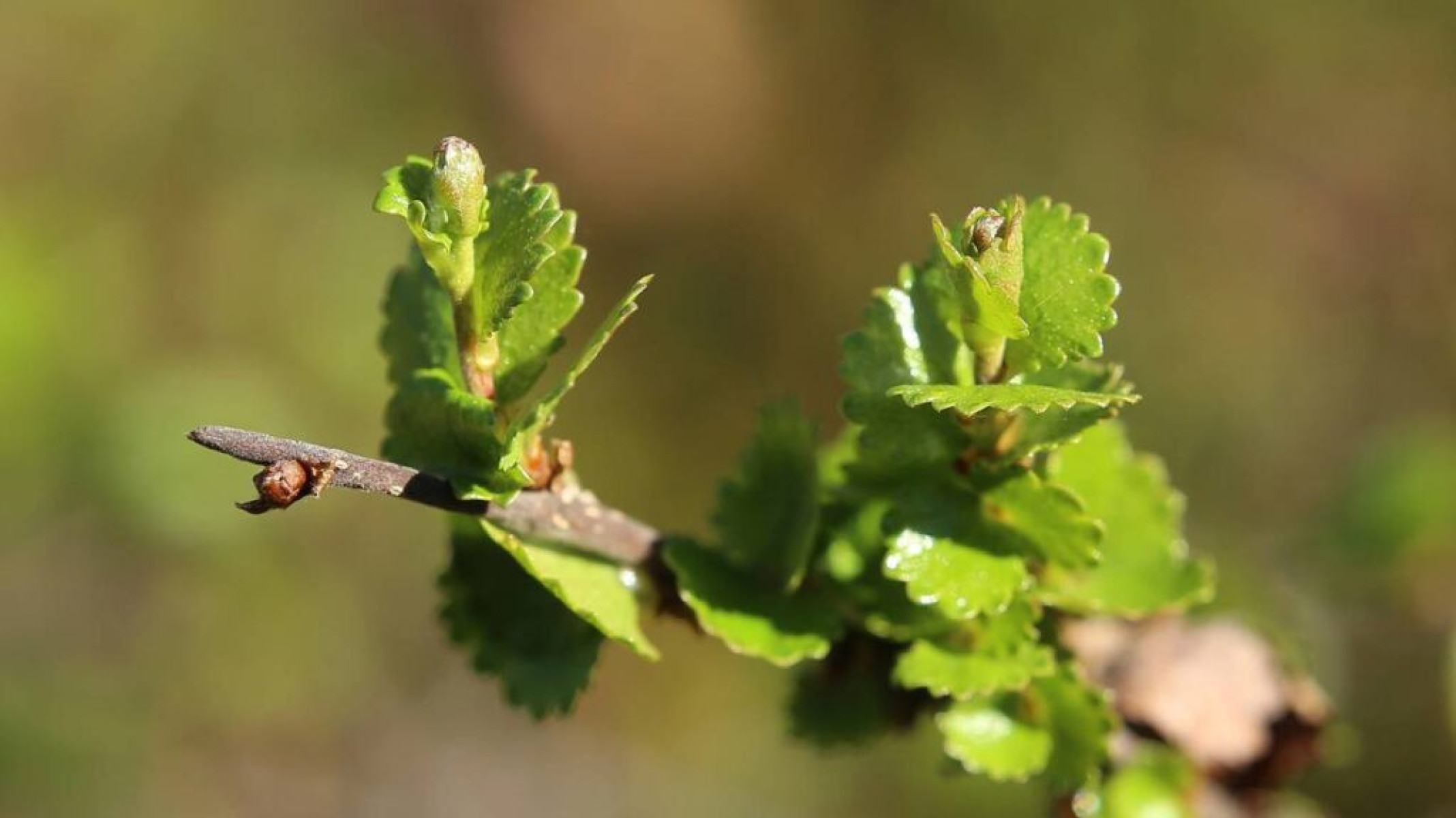 Bétula-anã: entenda mais sobre arbusto típico de clima frio - Portal Giro 10