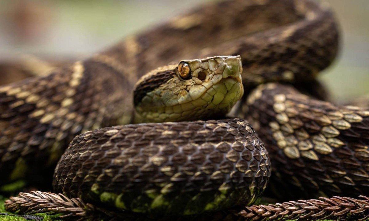 Jararaca enrolada, com a cabe&ccedil;a erguida: esp&eacute;cie &eacute; a maior respons&aacute;vel por acidentes com cobras no Brasil