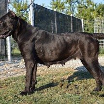 Cães de guarda unem proteção, lealdade e inteligência - Topmoretta/Wikimedia Commons
