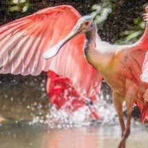 Bicos das aves têm engenhosidade da natureza; veja os maiores - Photo Dante - wikimedia commons 