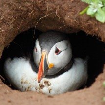 A vida debaixo da terra: conheça animais de diferentes espécies que vivem em tocas - Jason/Pixabay